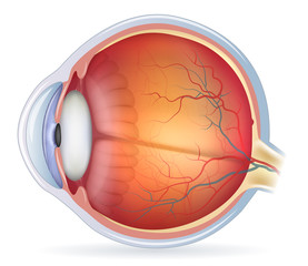 Detailed human eye anatomical illustration