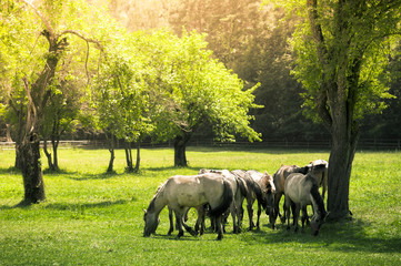 Horses in a meadow