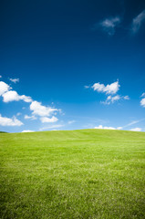 Fototapeta na wymiar Green meadow and the blue sky