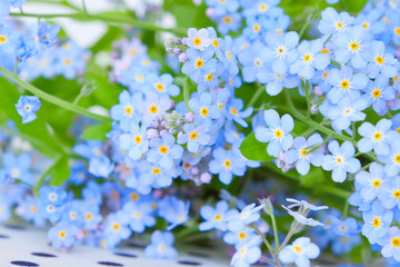 delicate blue flowers forget-me-on