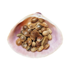 Hempseed in shell isolated on white background