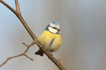 Blue tit - Parus caeruleus against a blue sky