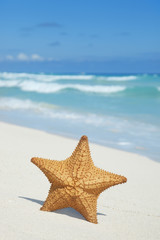 Fototapeta na wymiar Rozgwiazda na plaży z błękitnego oceanu, fale i niebo