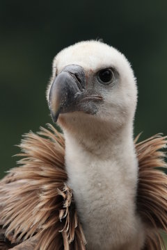 T&ecirc;te vautour fauve