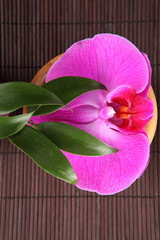 orchid flower macro