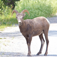 Big Horn Sheep on the Road