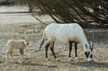 Antelope Oryx in Israeli nature reserve near Eilat