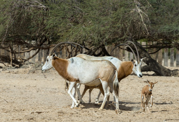 Naklejka na ściany i meble Sahara Oryx w parku narodowego rezerwy, 30 km na północ od Ejlat