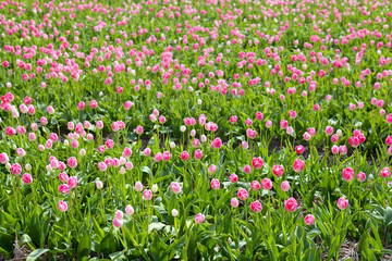 pink tulips field in sunny day