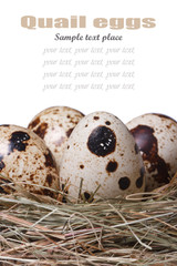 Obraz premium Easter card: quail eggs in a nest