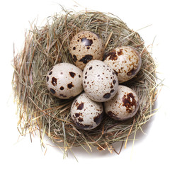 Obraz premium quail eggs in a nest macro. top view