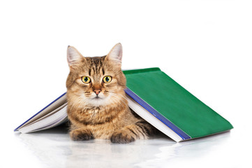 Tabby cat lying under a book