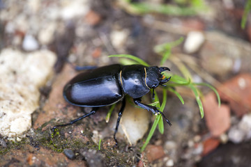 Hirschkäfer auf dem Waldweg