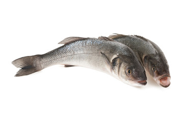 Sea bass
