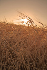 Fototapeta premium Wheat
