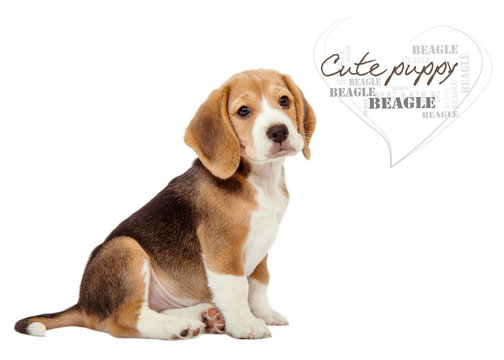 Adorable little beagle puppy on white