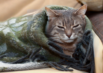 domestic tabby cat sleeping in a blanket