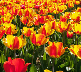 tulips growing in garden