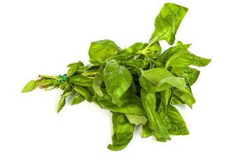 Fresh green basil leaves on white background