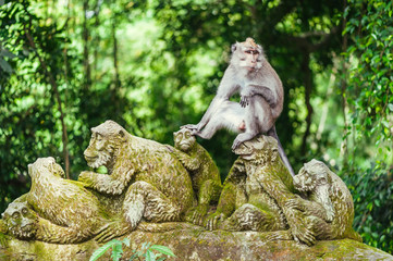 Long-tailed macaque © nvelichko