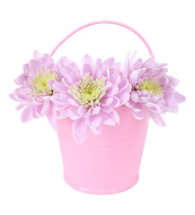 Beautiful chrysanthemum flowers in bucket isolated on white