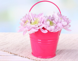 Beautiful chrysanthemum flowers in bucket