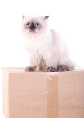 Beautiful cat with boxes isolated on white