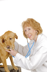 older female Veterinarian checking out a  labrador mix, isolated on white