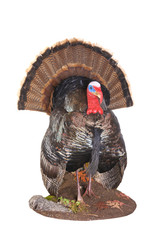 taxidermy of a male (Tom) turkey in full strutt © Jeffrey Banke