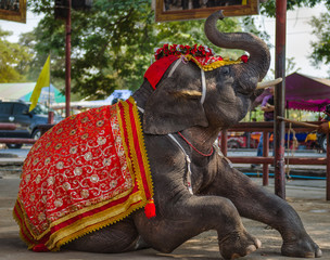 elephant show in thailand