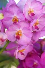 Naklejka na ściany i meble piękna purpurowa orchidea