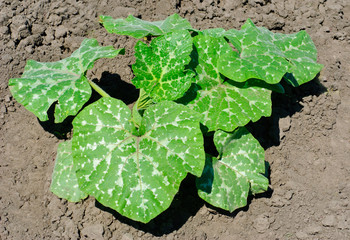 young squash plant leaves on ground background