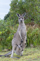 Kangaroo Female With a Baby Joey in Pouch © kjuuurs