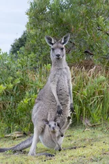  Kangaroo Female With a Baby Joey in Pouch © kjuuurs