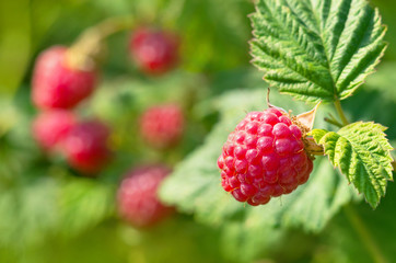 Juicy ripe raspberry close up