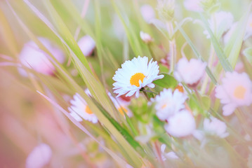 Spring daisy - Daisy