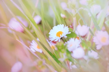 Cercles muraux Marguerites Spring daisy - Daisy