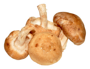 Shitake Mushrooms