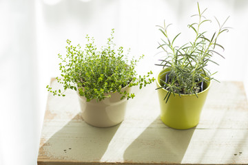 部屋の中にある観葉植物