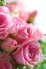 Beautiful pink roses on a white background