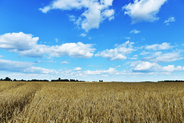 field in summer day