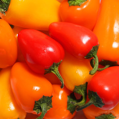 Colorful Sweet Bell Peppers, natural background - 61064664