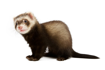 Ferret sitting