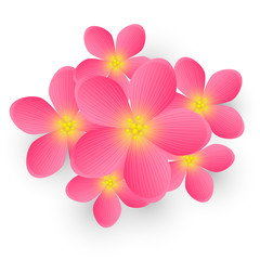 Pink flowers for Your design