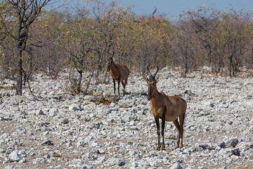 Red hartebeest (Alcelaphus buselaphus)