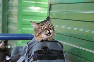 Дикий кот