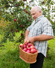  man picking apples
