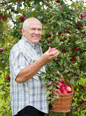  man in apple garden.