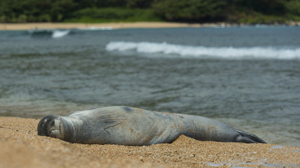 Monk Seal in Kauai