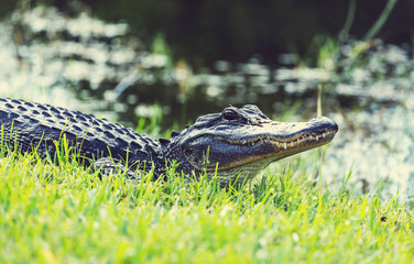 Fototapeta premium Alligator